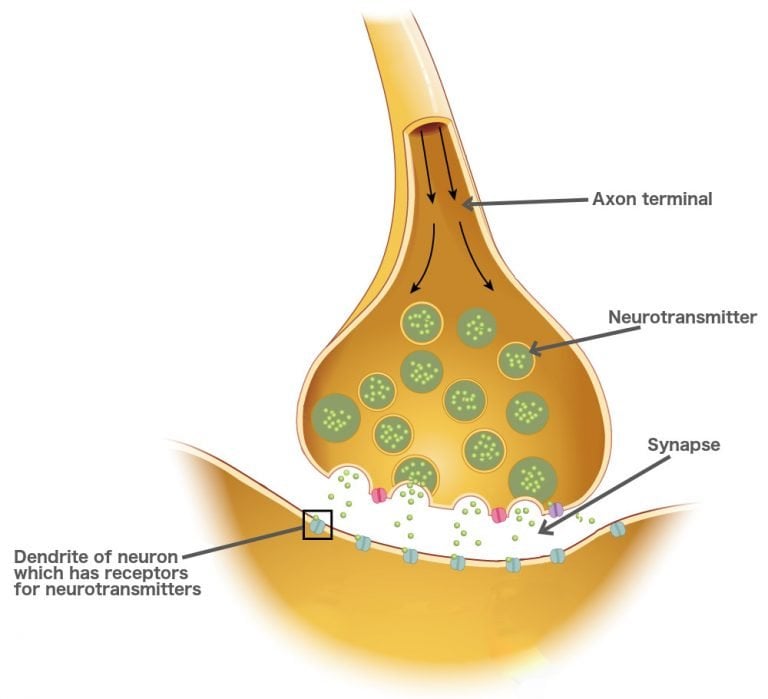 What Is A Synapse? What Is A Neurotransmitter? How Do They Work? What Is A Synapse? What Is A Neurotransmitter? How Do They Work?