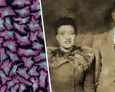 HeLa-III and henrietta lacks and david lacks