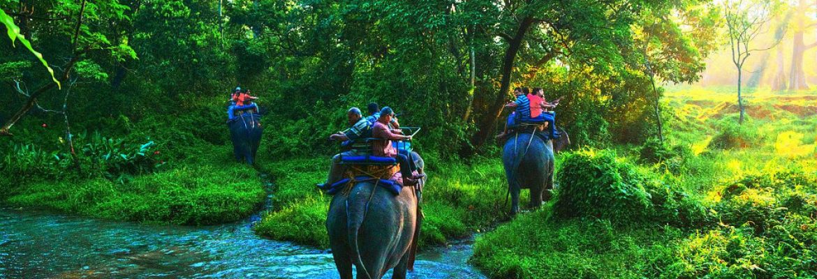 Life On Earth jungle safari elephant people water river green