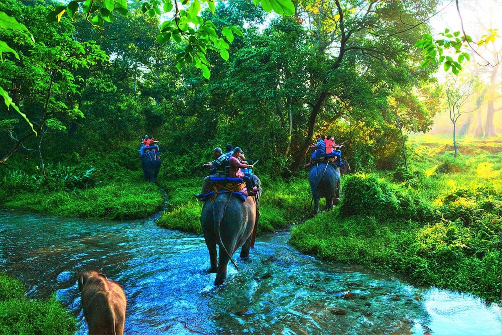 Life On Earth jungle safari elephant people water river green