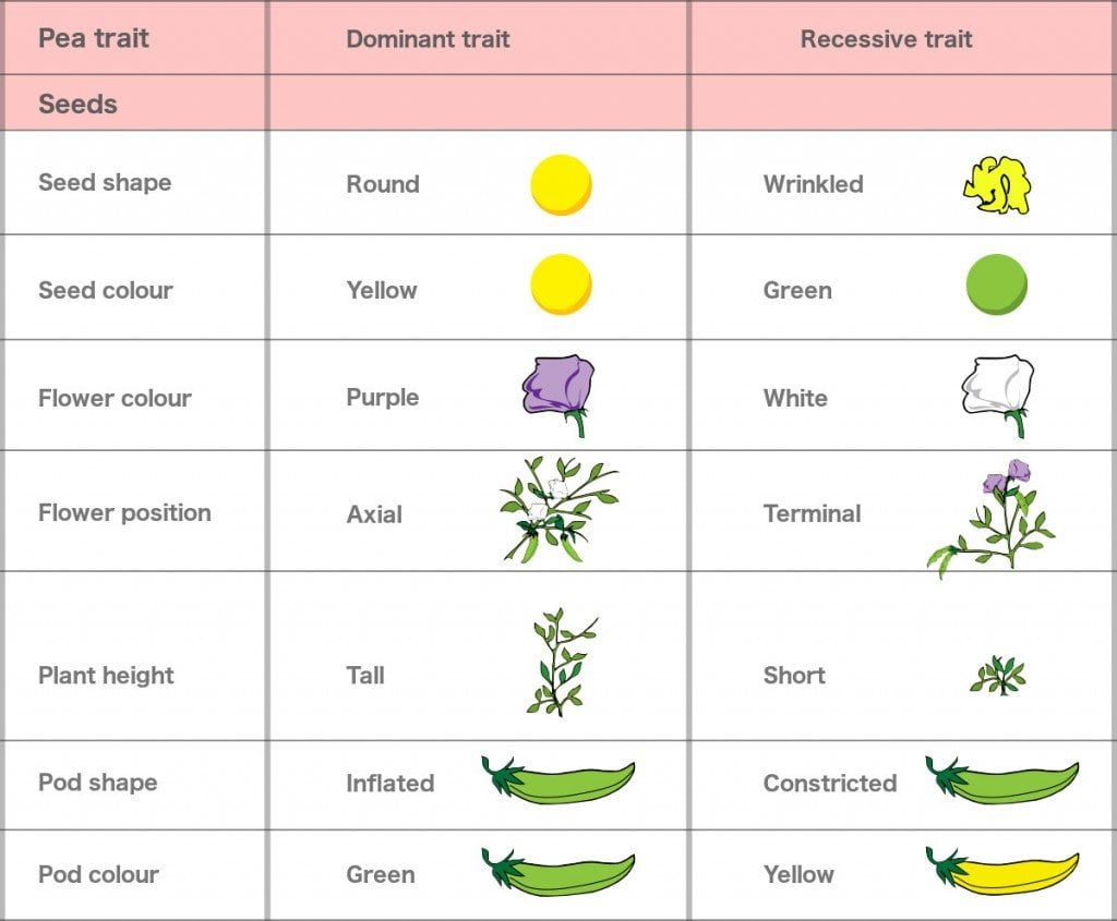 Gregor Mendel Chart