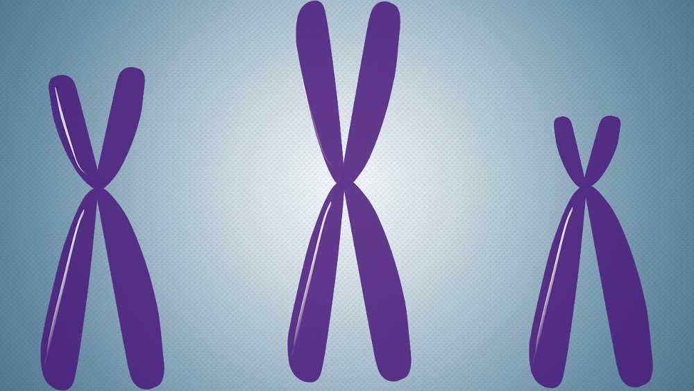 chromosome DNA biology