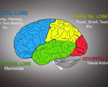 Cerebrum