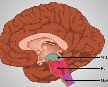 Internal anatomy of the medulla