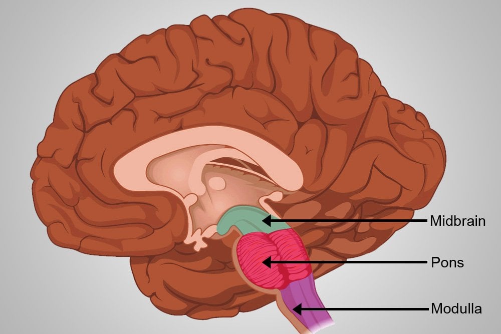 Internal anatomy of the medulla