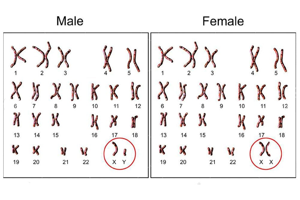 Male Chromosome Why Do Males Need An X Chromosome 