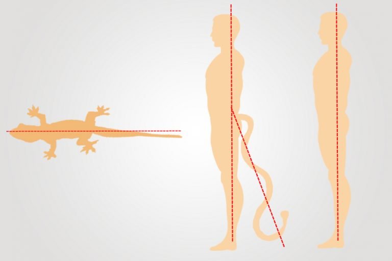 Why Did Humans Lose Their Tails? » ScienceABC