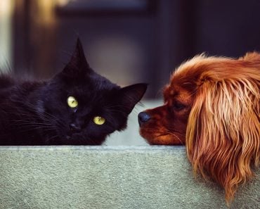 cat and dog