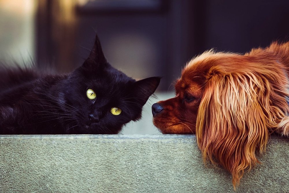 cat and dog