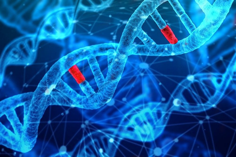 Dna And Mutations Webquest - 18 Best Images of DNA And Genes Worksheet ...