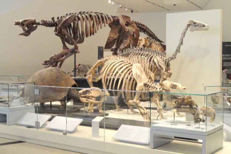 How Carbon Dating Works?