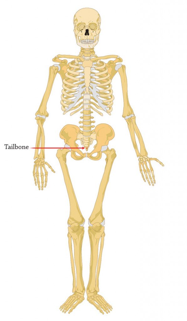 Why Did Humans Lose Their Tails? » Science ABC