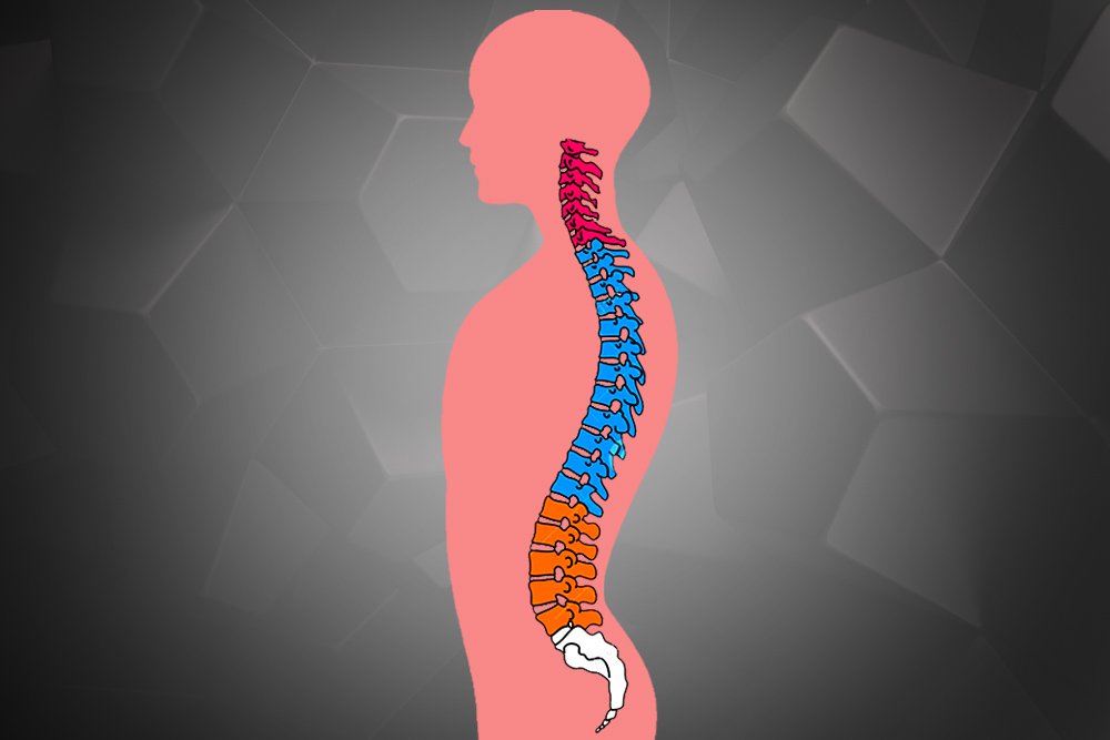 Vertebrae Different Types: Cervical, Thoracic, Lumbar, Sacrococcygeal