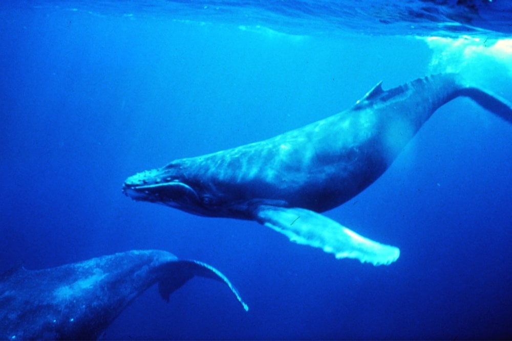 whales