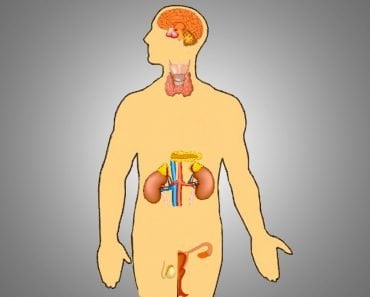 Endocrine Glands