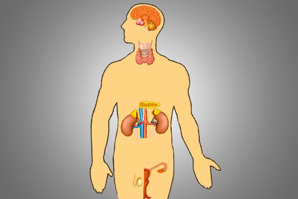 Endocrine Glands