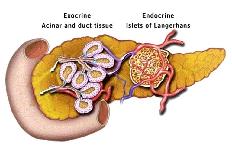 Endocrine Vs Exocrine Gland Defintion, Functions And Differences