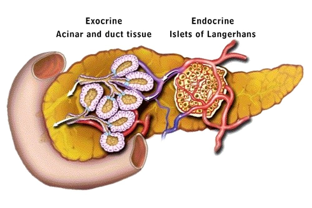 Endocrine Vs Exocrine Gland Defintion Functions And Differences