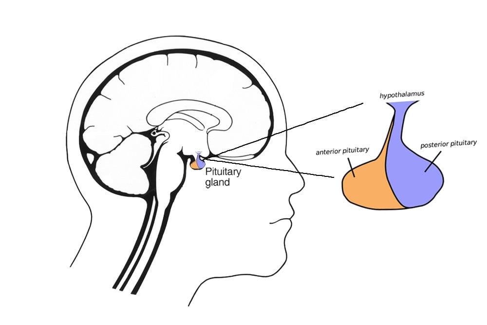 Endocrine Vs Exocrine Gland Defintion Functions And Differences Endocrine Vs Exocrine Gland Defintion Functions And Differences