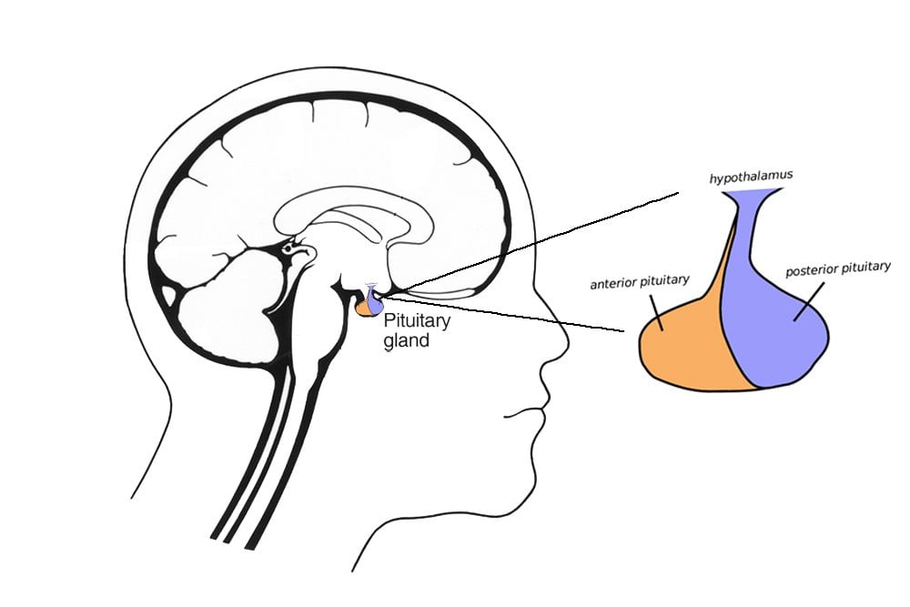 Endocrine Vs Exocrine Gland Defintion Functions And Differences