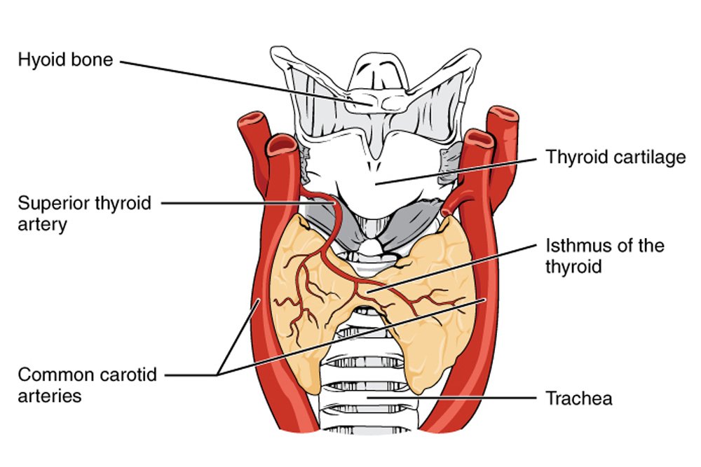 Endocrine Vs Exocrine Gland Defintion Functions And Differences