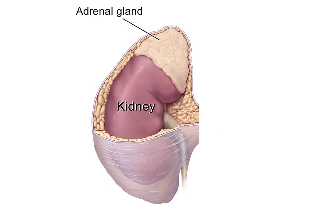 Endocrine Vs Exocrine Gland Defintion Functions And Differences Endocrine Vs Exocrine Gland Defintion Functions And Differences