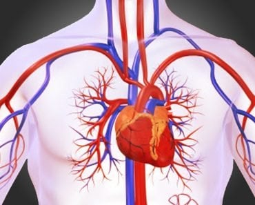 circulatory system