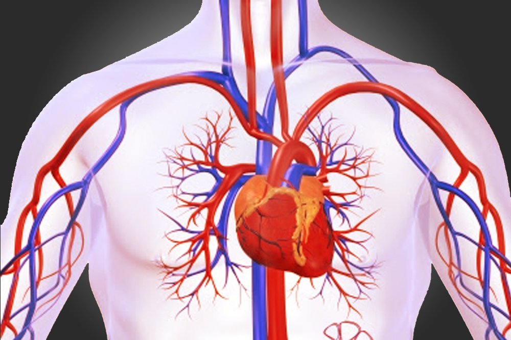 Cardiovascular System Circulatory System Parts And 56 OFF