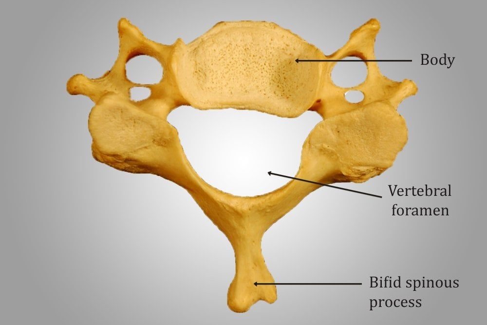 Cervical Vertebrae Picture