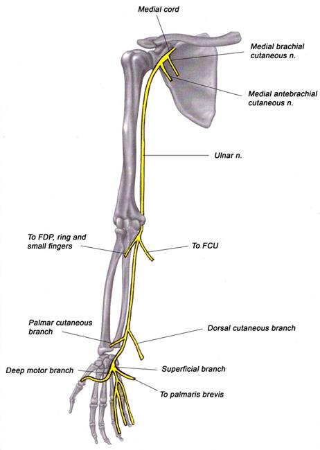 Elbow shock: Why do we feel electric shock in elbow while banging?
