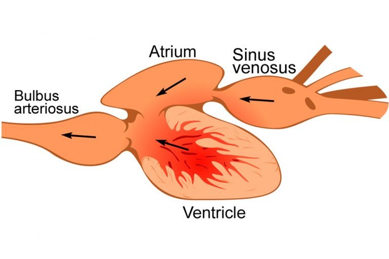 Two & Three Chambered Hearts How Do They Work? » ScienceABC