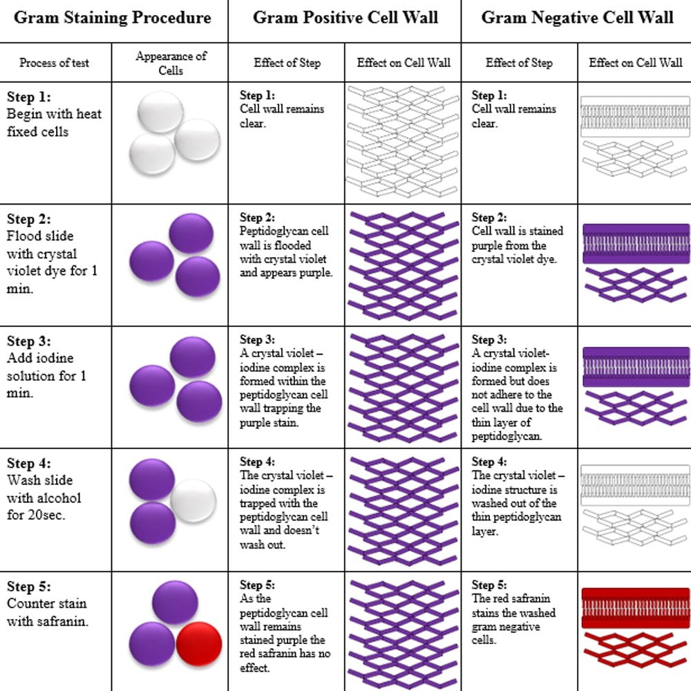 Gram Stain Interpretation Chart