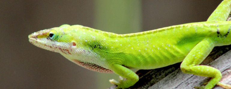 lizard green mammal nature animal cold blooded