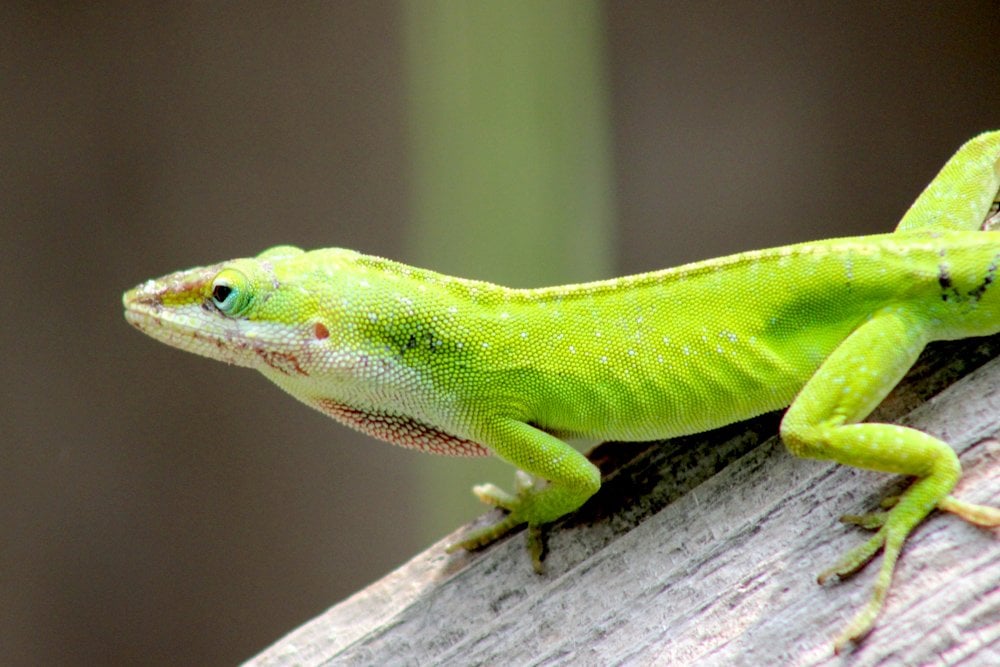 lizard green mammal nature animal cold blooded