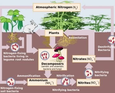 nitrogen cycle