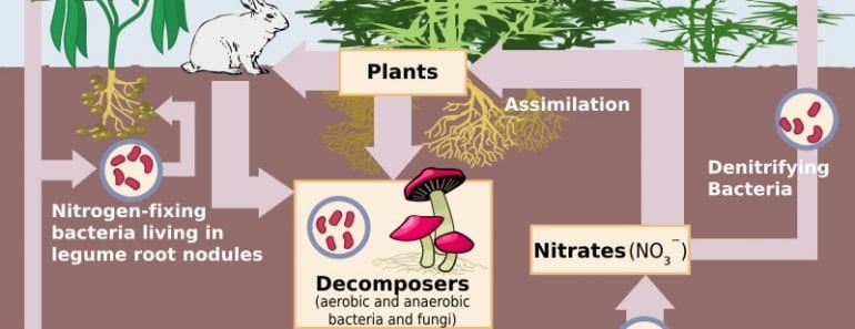 nitrogen cycle