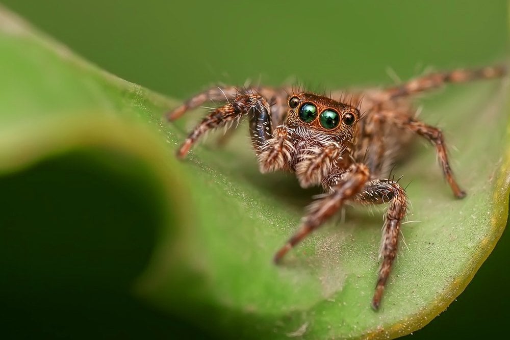 australian clock spider