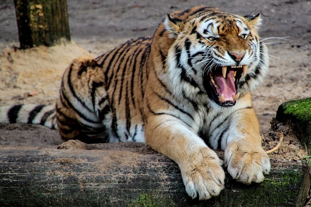 Why Tiger Is National Animal Of India? Why Tiger Is National Animal Of India?
