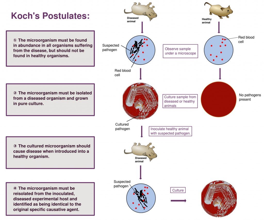 Who Was Robert Koch And What Are Koch's Postulates? » Science ABC