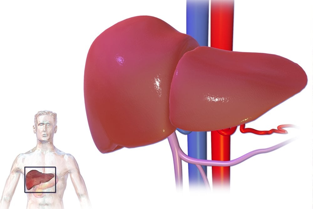 Liver Regeneration Why Liver Is Only Internal Organ That Regenerates?