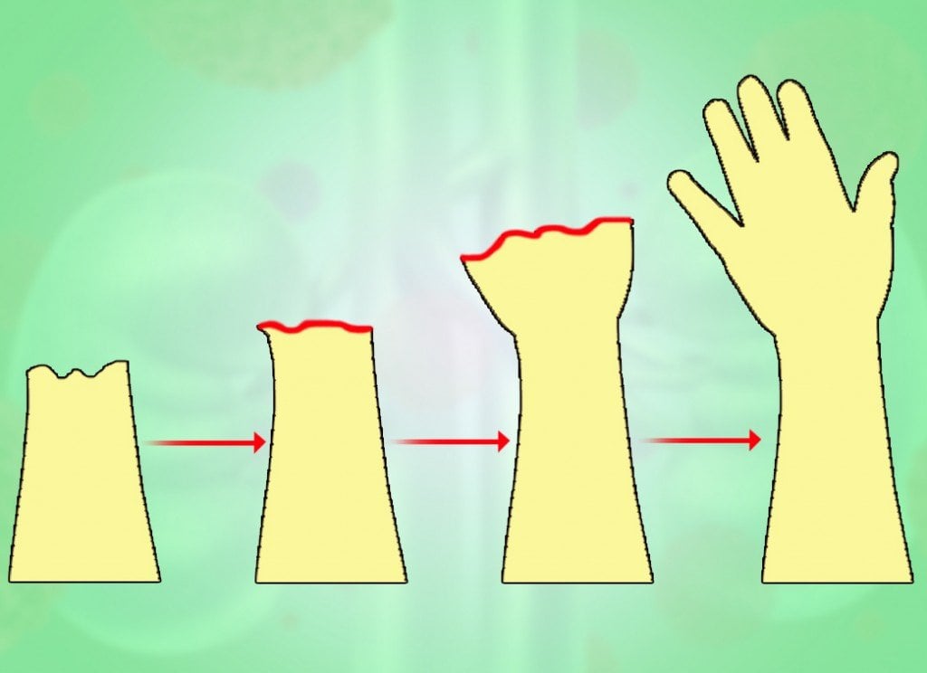 organ regenrate