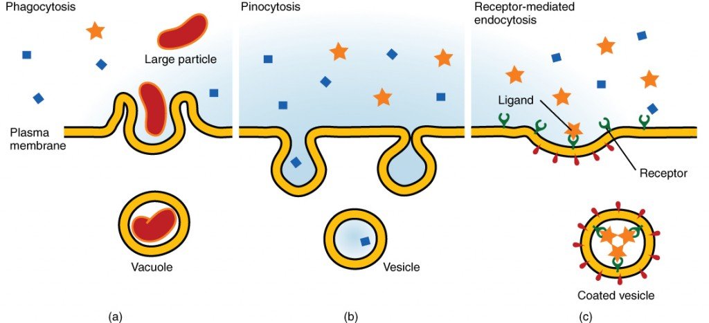 What Are Endocytosis, Pinocytosis And Phagocytosis?