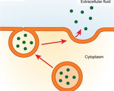 Exocytosis