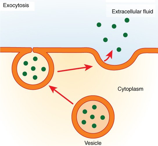 Exocytosis