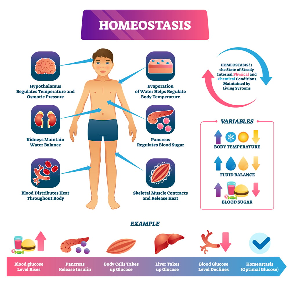 essay example of homeostasis