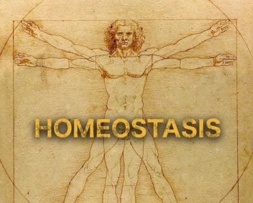 Homeostasis