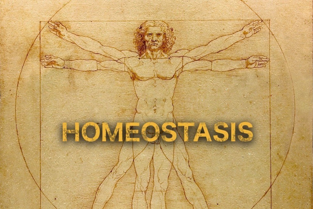 homeostasis деген не