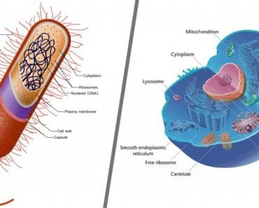 Prokaryotic And Eukaryotic Cells