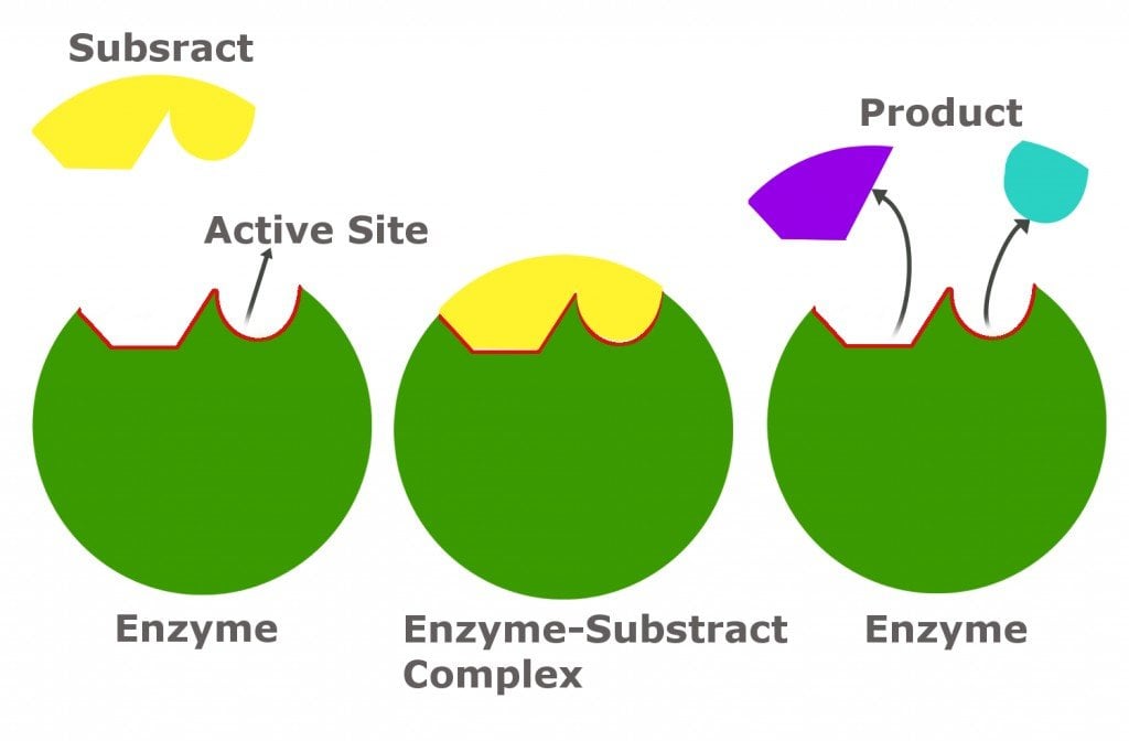 Feedback Inhibition: Definition, Example and A Brief Explanation