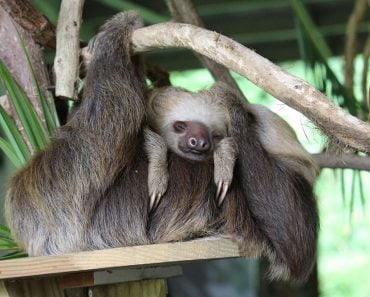 panama sloth child